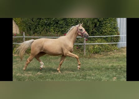 Westphalian, Gelding, 3 years, 16 hh, Palomino