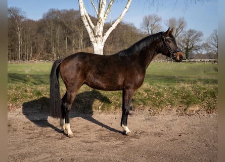 Westphalian, Gelding, 3 years, 16,1 hh, Bay-Dark