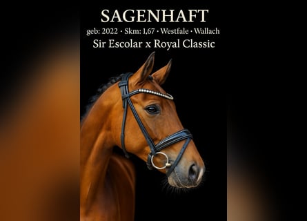 Westphalian, Gelding, 3 years, 16,1 hh, Brown