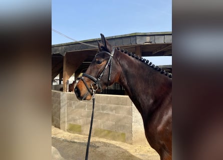 Westphalian, Gelding, 3 years, 16,1 hh, Brown