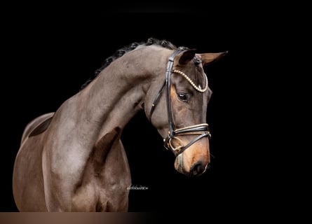 Westphalian, Gelding, 3 years, 16,2 hh, Bay-Dark
