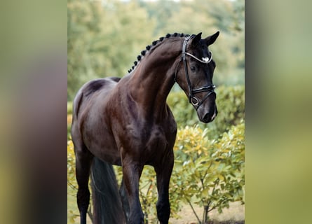 Westphalian, Gelding, 3 years, 16,2 hh, Black
