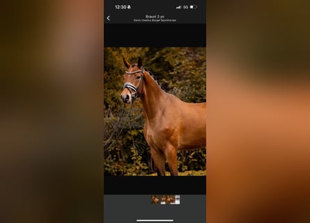 Westphalian, Gelding, 3 years, 16,2 hh, Brown