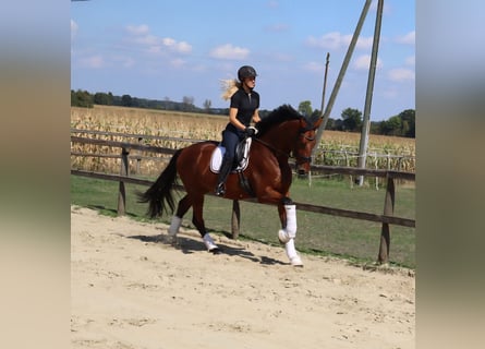 Westphalian, Gelding, 3 years, 16,2 hh, Brown