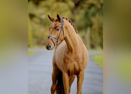 Westphalian, Gelding, 3 years, 16,2 hh, Chestnut-Red