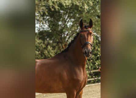 Westphalian, Gelding, 3 years, 16,3 hh, Brown