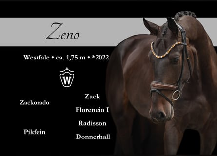 Westphalian, Gelding, 3 years, 17 hh, Bay-Dark