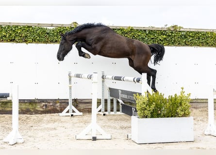 Westphalian, Gelding, 3 years, 17 hh, Bay-Dark