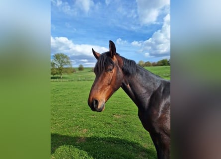 Westphalian, Gelding, 3 years, 17 hh, Brown