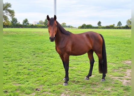 Westphalian, Gelding, 3 years, 17 hh, Brown