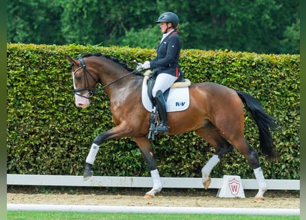 Westphalian, Gelding, 3 years, 17 hh, Brown