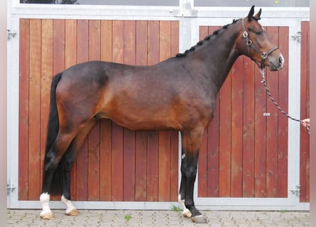 Westphalian, Gelding, 3 years, 17 hh, Brown