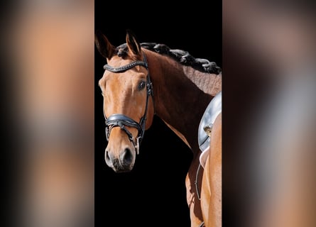 Westfale, Wallach, 3 Jahre, 17 hh, Brauner