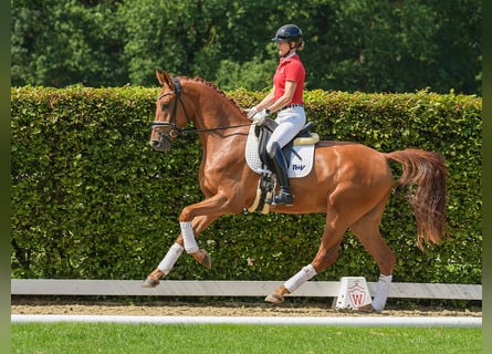 Westphalian, Gelding, 3 years, 17 hh, Chestnut-Red