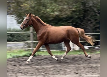 Westphalian, Gelding, 3 years, 17 hh, Chestnut-Red