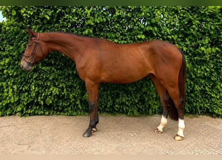 Westphalian, Gelding, 3 years, Brown