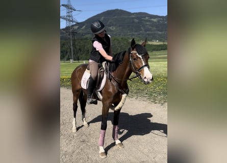 Westphalian, Gelding, 4 years, 13,2 hh, Brown