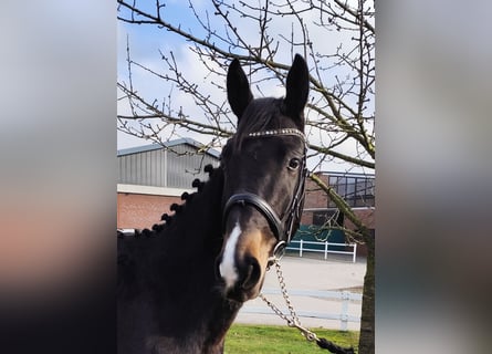 Westphalian, Gelding, 4 years, 15,2 hh, Bay-Dark