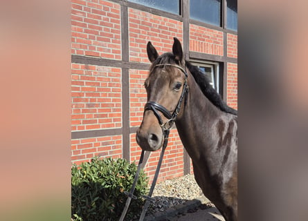 Westphalian, Gelding, 4 years, 15,3 hh, Bay-Dark