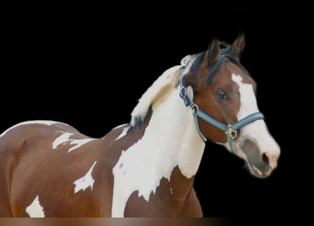 Westfale, Wallach, 4 Jahre, 15,3 hh, Schecke