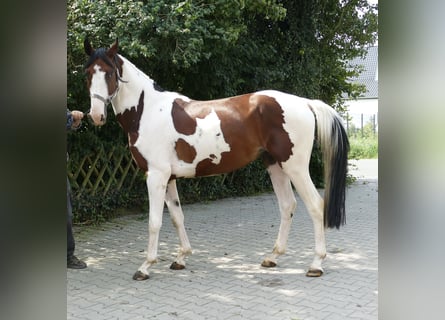 Westfale, Wallach, 4 Jahre, 15,3 hh, Schecke