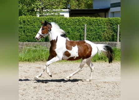 Westphalian, Gelding, 4 years, 15.3 hh, Pinto