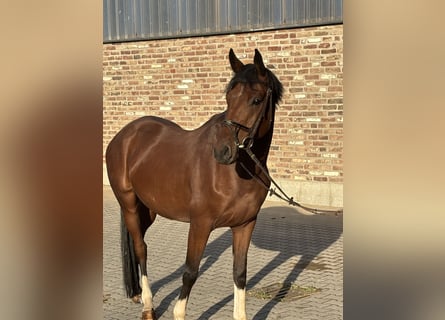 Westphalian, Gelding, 4 years, 15 hh, Brown