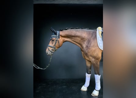 Westphalian, Gelding, 4 years, 16,1 hh, Bay-Dark