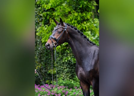 Westphalian, Gelding, 4 years, 16.1 hh, Bay-Dark