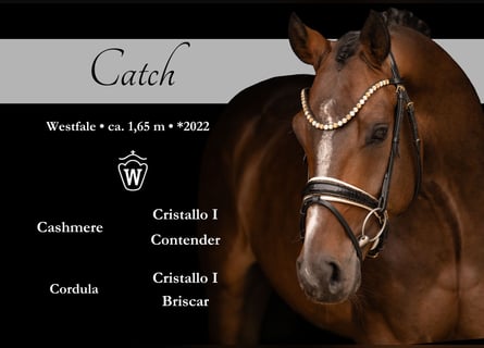 Westphalian, Gelding, 4 years, 16.1 hh, Bay-Dark