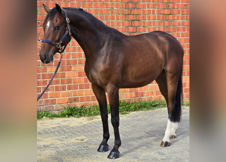 Westphalian, Gelding, 4 years, 16,1 hh, Bay-Dark