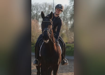 Westphalian, Gelding, 4 years, 16.1 hh, Black