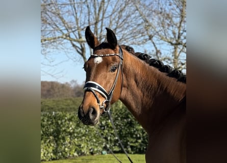 Westphalian, Gelding, 4 years, 16,1 hh, Brown