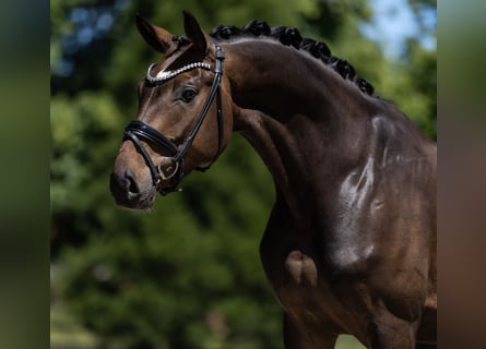 Westphalian, Gelding, 4 years, 16.1 hh, Brown