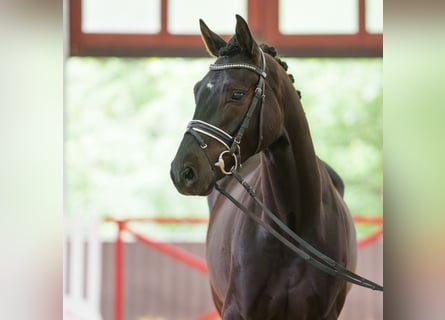 Westphalian, Gelding, 4 years, 16.1 hh, Brown