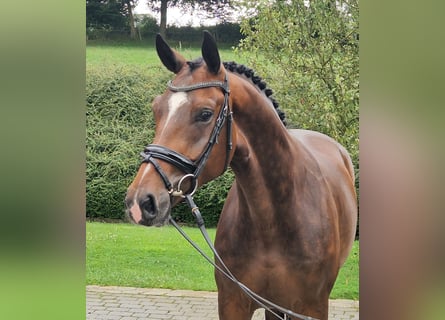 Westphalian, Gelding, 4 years, 16,1 hh, Brown