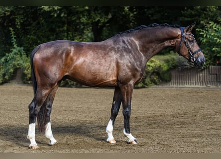 Westphalian, Gelding, 4 years, 16,1 hh, Brown