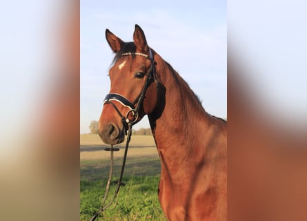 Westphalian, Gelding, 4 years, 16,1 hh, Brown