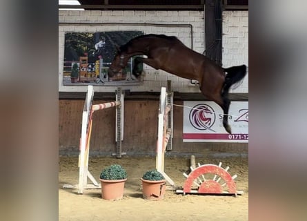 Westphalian, Gelding, 4 years, 16.1 hh, Brown