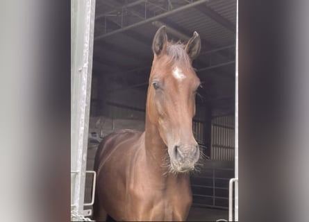 Westphalian, Gelding, 4 years, 16.1 hh, Brown