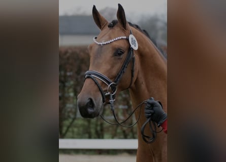 Westphalian, Gelding, 4 years, 16,1 hh, Brown