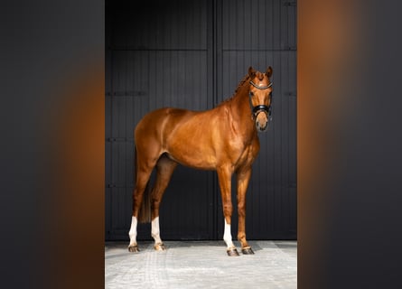 Westphalian, Gelding, 4 years, 16.1 hh, Chestnut