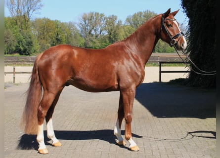 Westphalian, Gelding, 4 years, 16.1 hh, Chestnut-Red