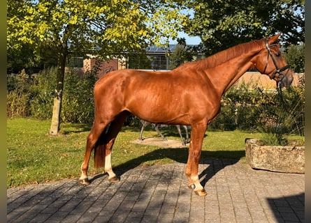 Westphalian, Gelding, 4 years, 16.1 hh, Chestnut-Red