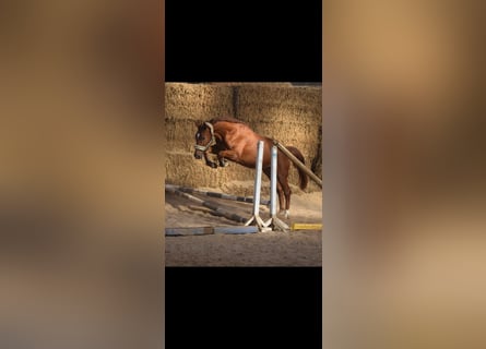 Westphalian, Gelding, 4 years, 16,1 hh, Chestnut-Red