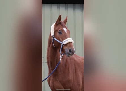 Westphalian, Gelding, 4 years, 16,1 hh, Chestnut-Red