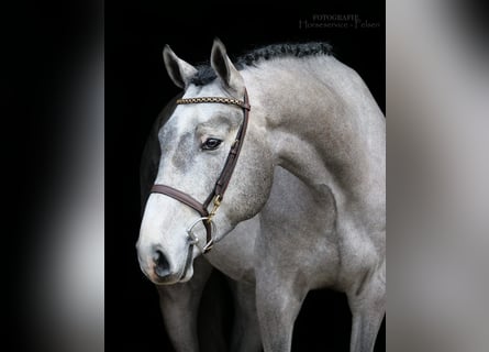 Westphalian, Gelding, 4 years, 16,1 hh, Gray-Dapple