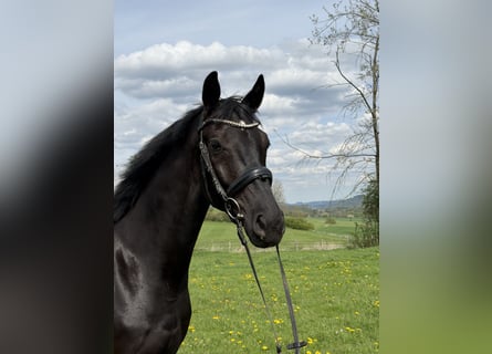 Westphalian, Gelding, 4 years, 16.1 hh, Smoky-Black