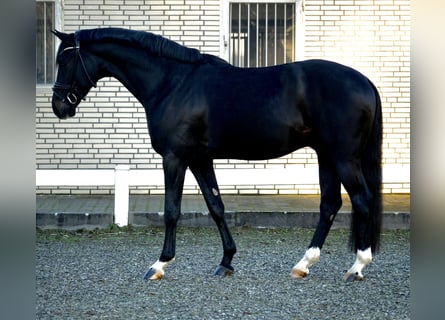 Westphalian, Gelding, 4 years, 16,1 hh, Smoky-Black