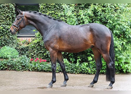 Westphalian, Gelding, 4 years, 16.2 hh, Bay-Dark